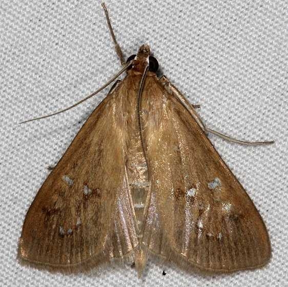 5255 White-spotted Brown Moth yard 7-17-14