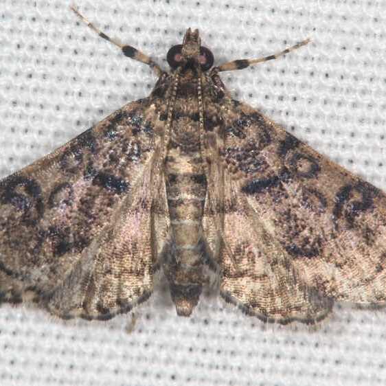 5268 Obscure Psara Moth Collier-Seminole St Pk Fl 3-3-21