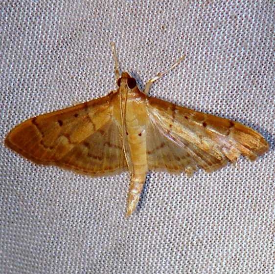 5272 Southern Beet Webworm Moth Benson State Park Texas 10_16_08 (6)_opt