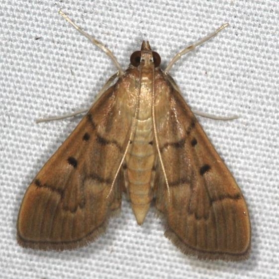 5272 Southern Beet Webworm Moth Campsite 119 Falcon St Pk Texas 10-25-16_opt