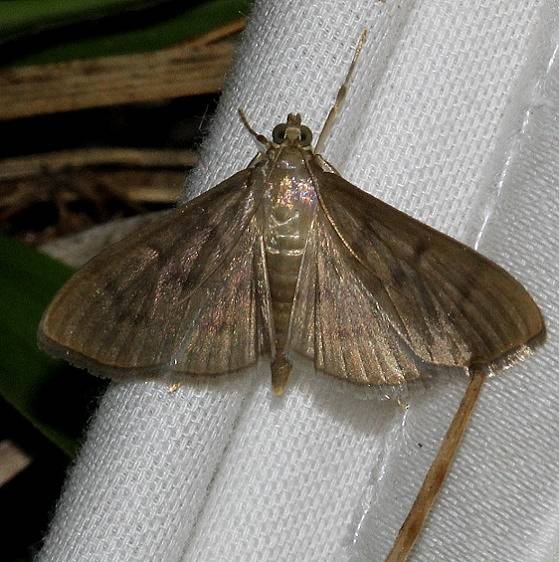 5274 Dusky Herpetogramma Moth Kissimmee Prairie St Pk 3-13-13