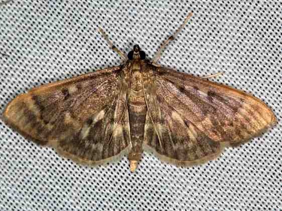 5280 Serpentine Webworm Moth Lake of the Woods Ontario 7-19-16 (46a)_opt