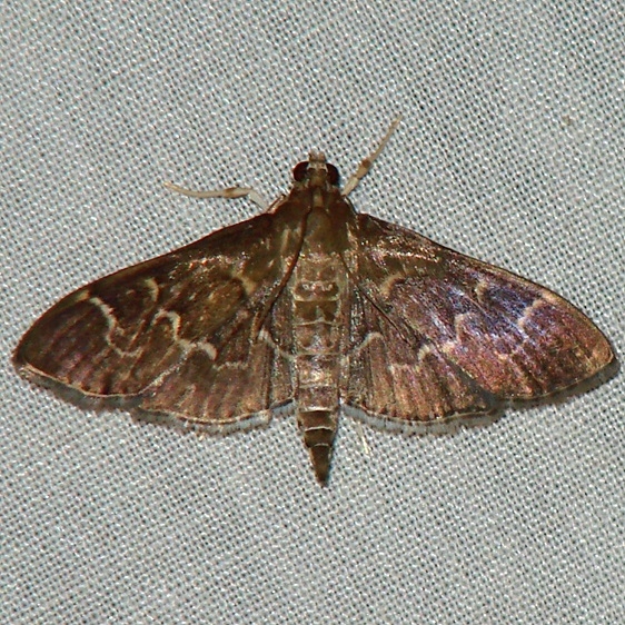 5281 Scraped Pilocrocis Moth Benson State Park Texas 10-16-08