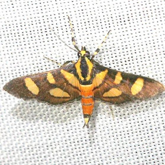 5284 Orange-spotted Flower Moth Everglade Natl Pk Nike Missle Rd 3-5-13