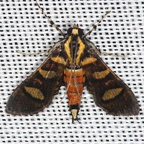 5284 Orange-spotted Flower Moth Hidden Lake Everglades 2-18-14