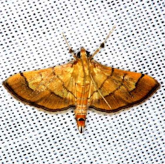 5287 Lantana Leaftier Moth NABA Gardens Texas 11-3-13