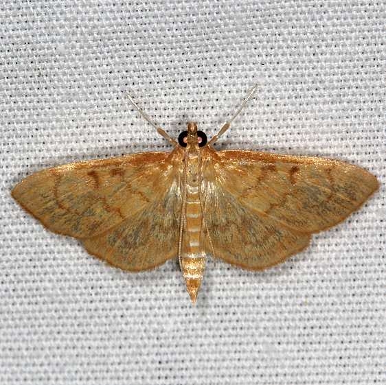 5287.97 Unidentified Salbia Moth BG Juniper Springs Ocala Natl Forest Fl 9-27-18 (16)_opt