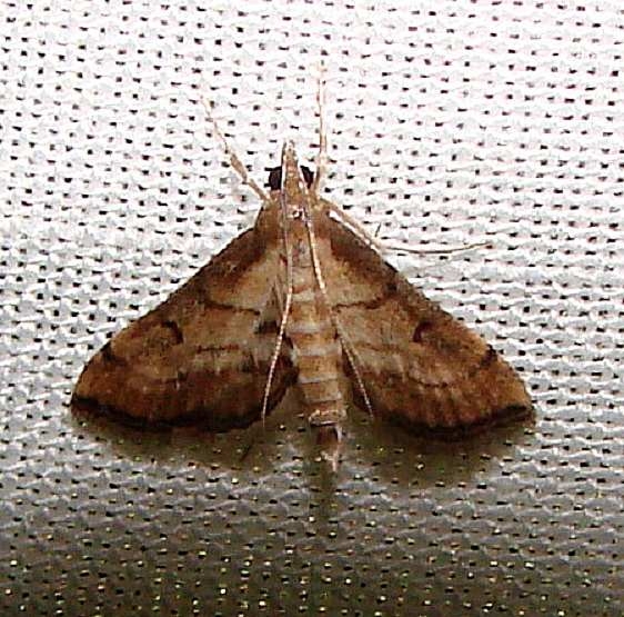 5288 Trapeze Moth Gold Head Branch State Park 2-16-12