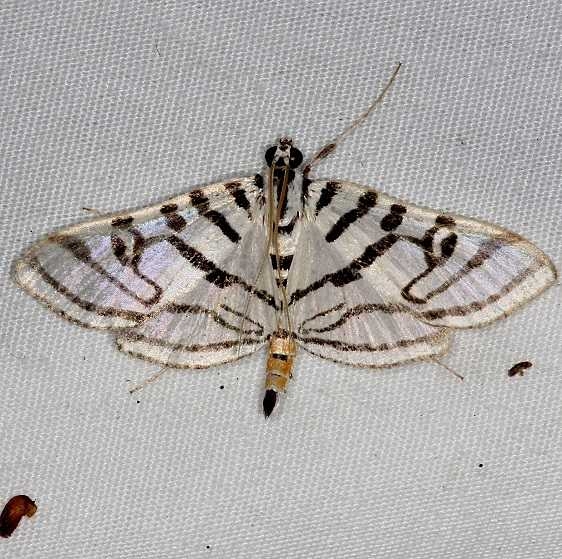 5292 Zebra Conchylodes Moth Burr Oak St Pk at cabins Oh 6-27-14