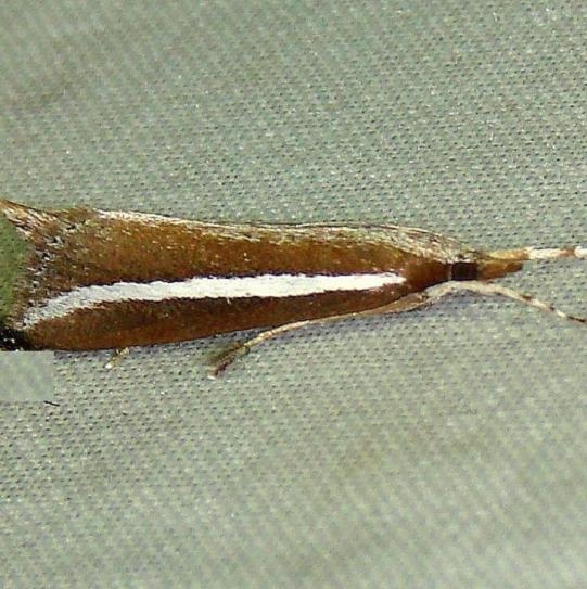 5307 Reed-boring Crambid Moth Mahogany Hammock Everglades National Pk 2-25-12