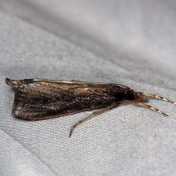 5307 Reed-boring Crambid Moth Pinelands Everglades Fl 2-18-14