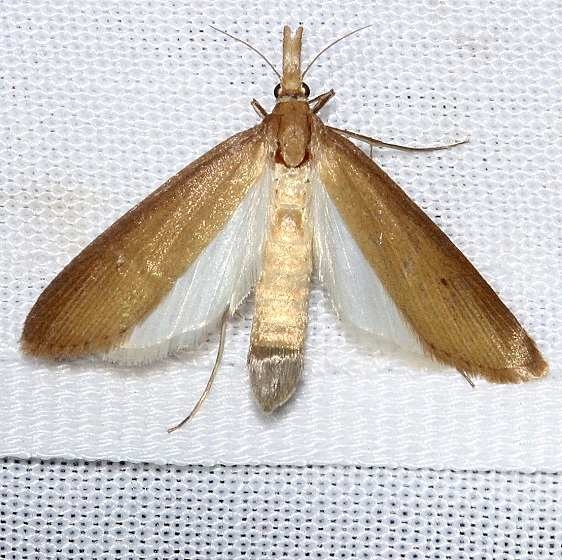 5321 Brown Donacaula Moth Kissimmee Prairie St Pk 3-12-13