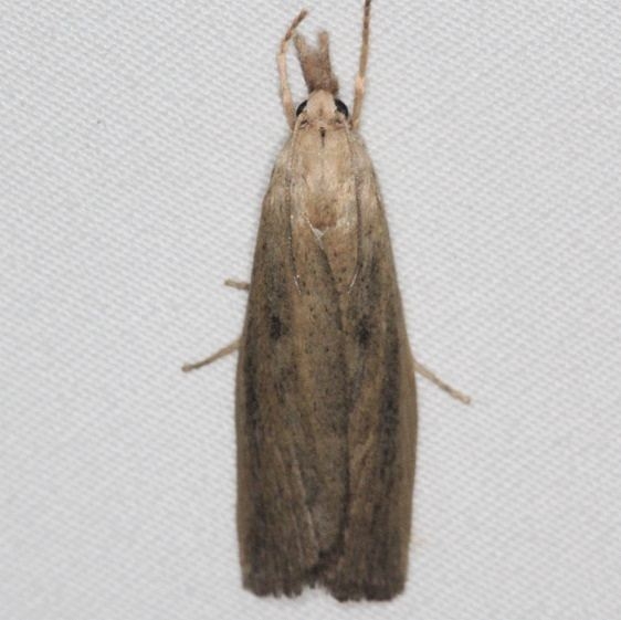 5324.97 Unidentified Donacaula Moth BG Lake of the Woods Ontario 7-21-16 (6)_opt