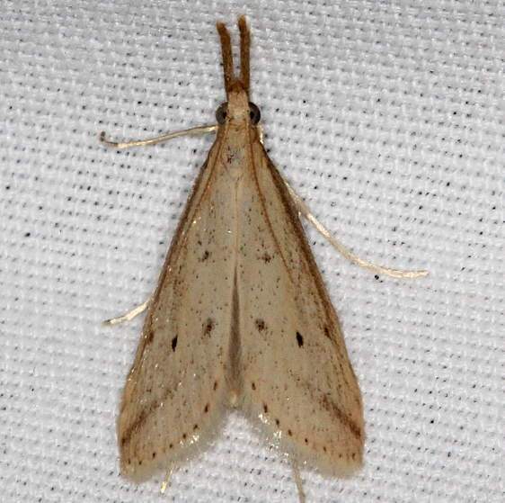 5324.97 Unidentified Donacuala Moth BG yard 8-11-19