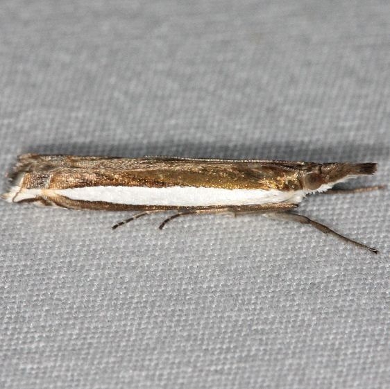 5369 Long-striped Grass-veneer Moth Silver Lake Cypress Glenn Fla 3-19-15