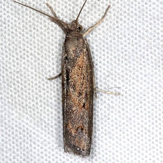 5383.97 Unidentified Neodactria Moth  BG  Lake Kissimmee St Pk Fl 3-3-17 (19)_opt