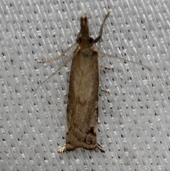 5393 Diminutive Grass-veneer Moth Alexander Springs Ocala Natl Forest 3-18-13