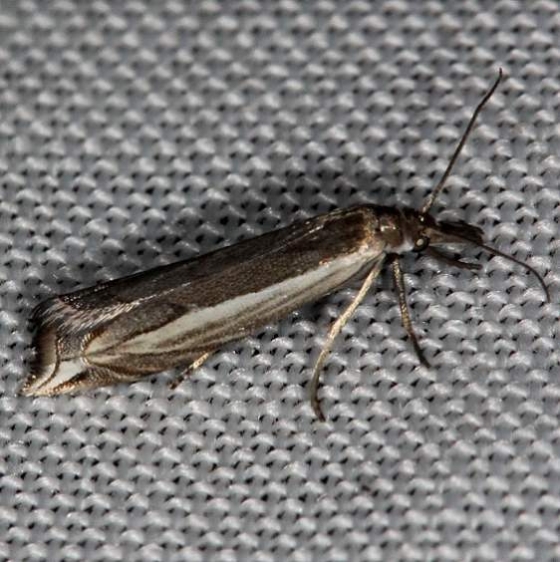 5393 Diminutive Grass-veneer Moth Highland Hammock St Pk 3-3-14