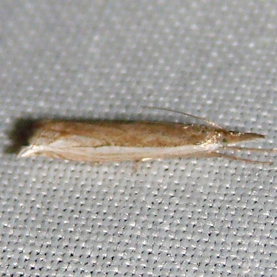 5393 Diminutive Grass-veneer Moth Gold Head Branch State Park Fl 2-14-12