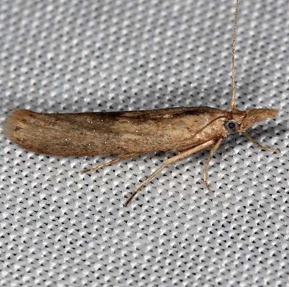 5417.97 Unidentified Pediasia Moth Rodman campground Fl 3-19-14