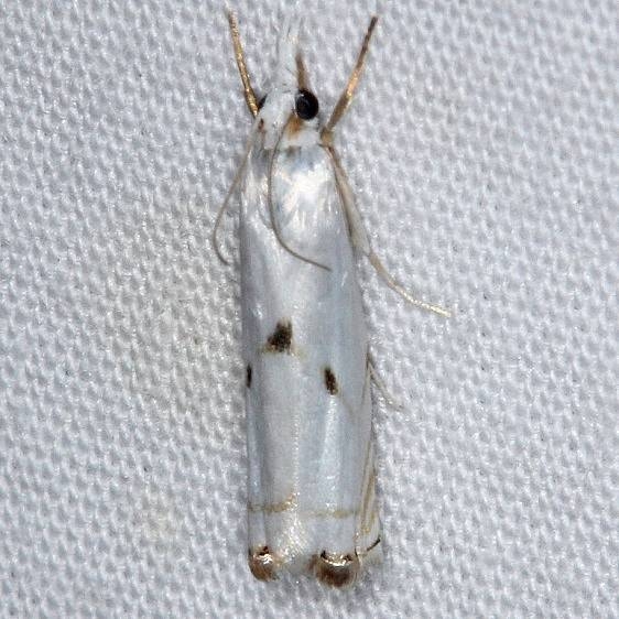 5419 Gold-stripped Grass-veneer Moth Silver Lake Cypress Glenn Fl 3-18-15