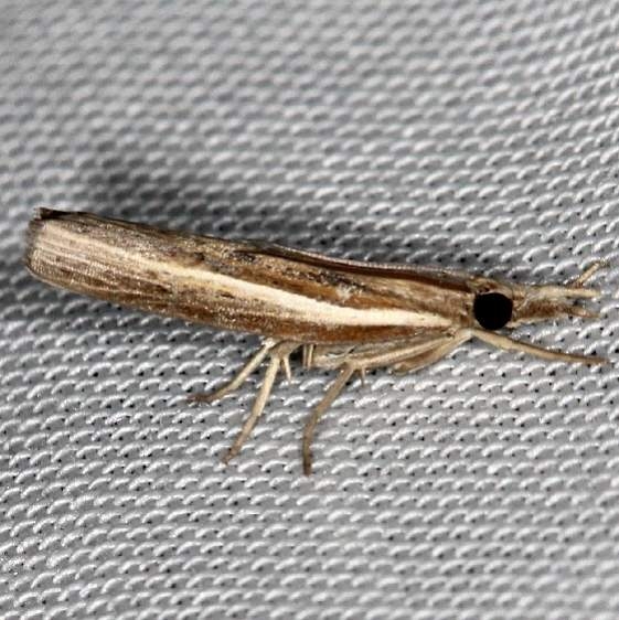 5433 Carpetgrass Webworm Moth Village Creek St Pk, Texas 11-6-13
