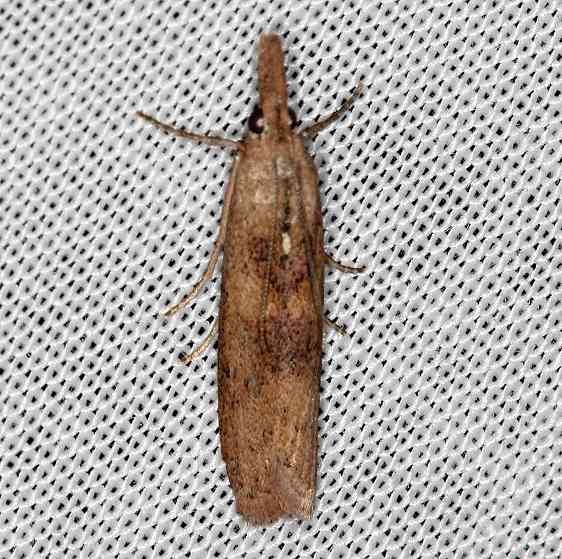 5437.97 Unidentified Fissicrambus Moth Rodman Campground Fl 3-20-14