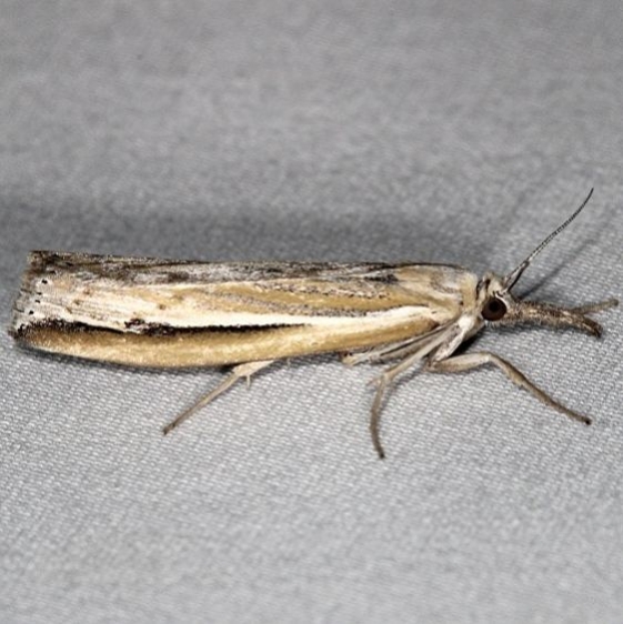 5443 Florida Grass-veneer Moth Favre Dykes State Park Fl 2-20-17_opt