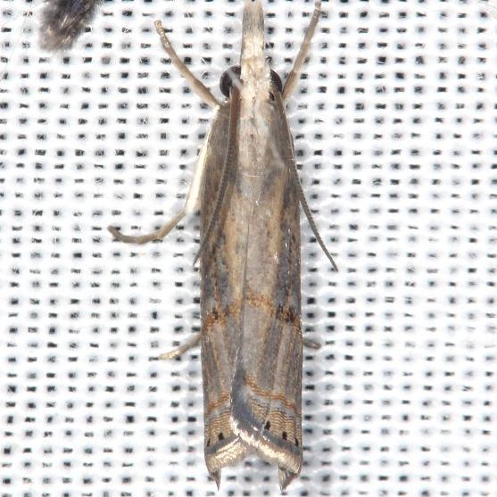 5451 Bluegrass Webworm Moth yard 7-21-13