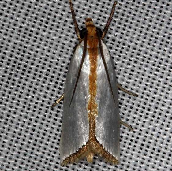5462 Mother-of-pearl Moth Kissimmee Prairie St Pk 2-17-14