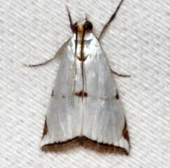 5463 Milky Urola Moth Collier Seminole St Pk 2-25-14