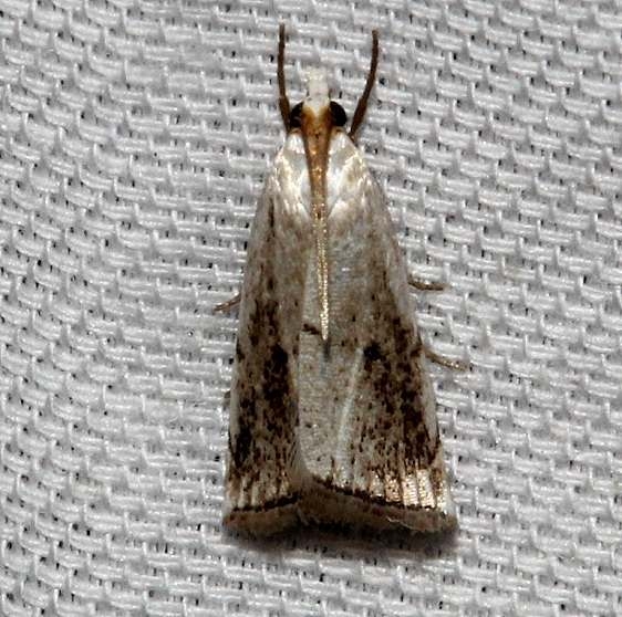 5463 Milky Urola Moth Kissimmee Prairie St Pk 3-11-13