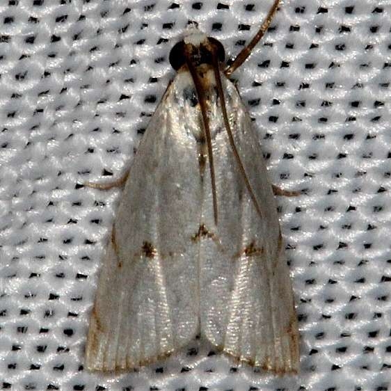 5463 Milky Urola Moth Tosohatchee WMA Fl 2-11-14