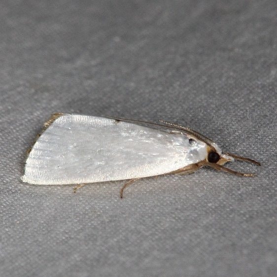 5464 Snowy Urola Moth Collier-Seminole St Pk 3-6-15