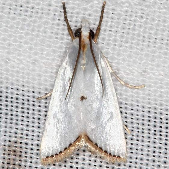5464 Snowy Urola Moth yard 9-7-16_opt