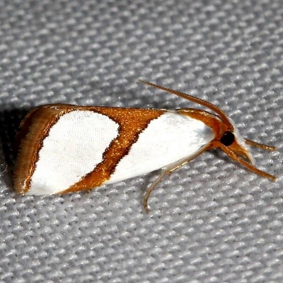 5465 Curved-line Argyria Moth Kissimmee Prairie St Pk 3-17-13