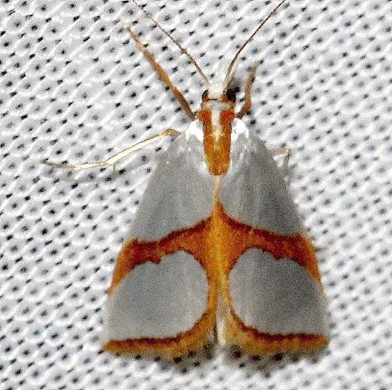 5465 Curved-lined Argyria Moth Kissimmee Prairie St Pk 3-16-13