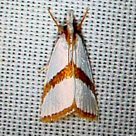 5466 Straight-lined Argyria Moth CREW Marsh Fl 3-6-12