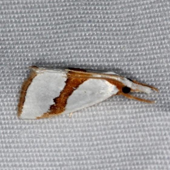 5466 Straight-lined Argyria Moth Highland Hammock St Pk 3-3-14