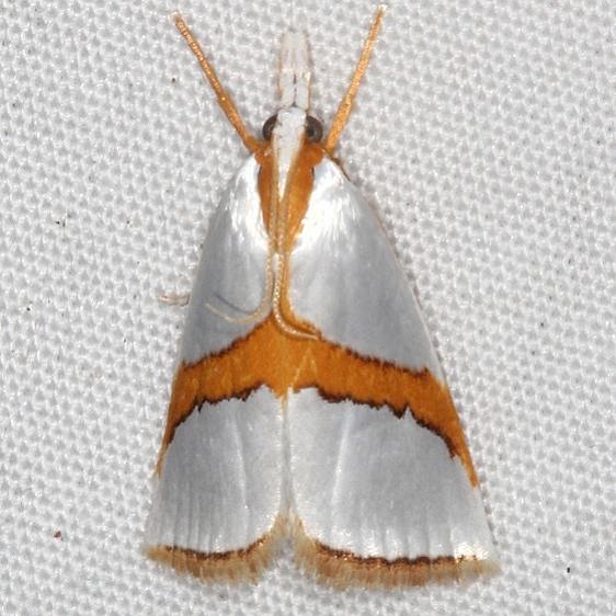 5466 Straight-lined Argyria Moth yard 7-3-18 (9)_opt