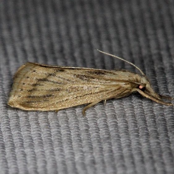5476 Southern Cornstalk Borer Moth Kissimmee Prairie St Pk 2-17-14