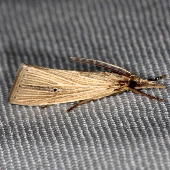 5492 Wainscot Grass-veneer Moth Hidden Lake Everglades 2-18-14