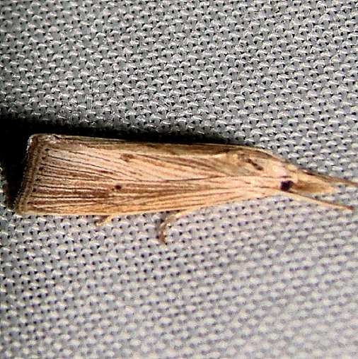 5499 X-linear Grass-veneer Moth Gold Head branch St Pk Fl 2-16-12
