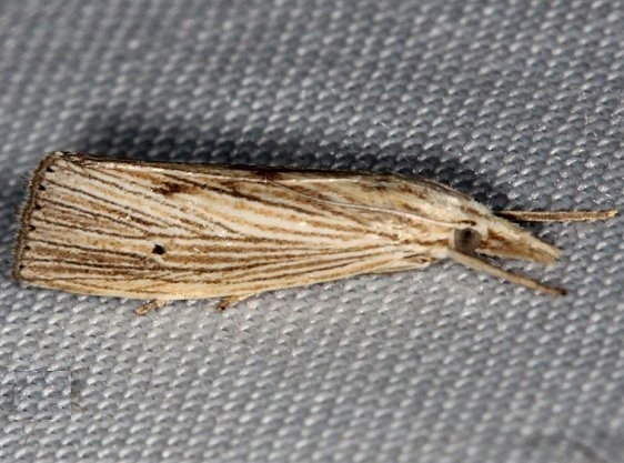 5499 X-linear Grass-veneer Moth Pinelands Everglades Fl 2-18-14