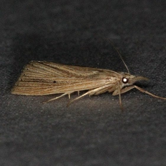 5506.97 Unidentified Xubidia Moth Lucky Hammock Fl 2-22-14