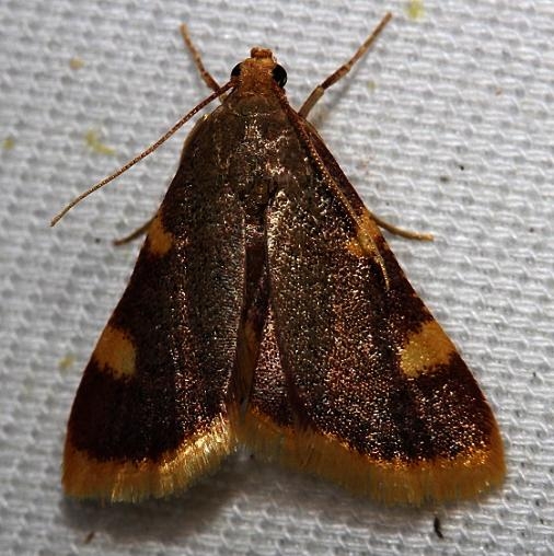 5524 Clover Hayworm Moth yard 5-25-12