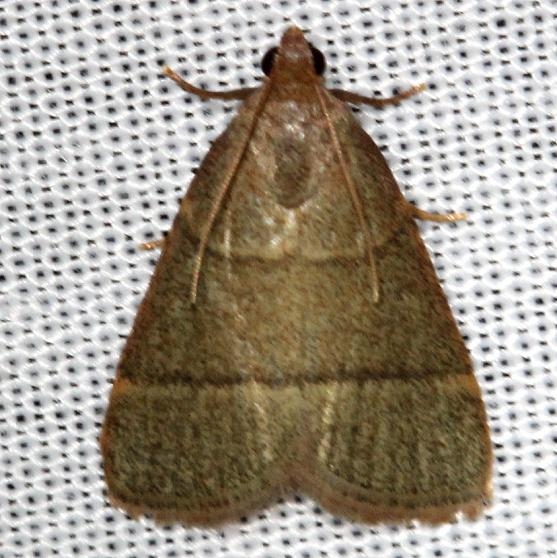 5531 Southern Hayworm Moth Alexander Springs Ocala Natl Forest 3-18-13