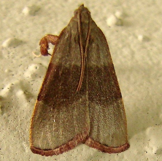 5568.97 Unidentified Arta Moth Juniper Springs Ocala Natl Frt 3-16-12