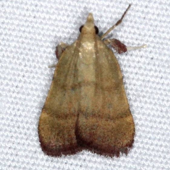 5571 Drab Condylolomia Moth Burr Oak St Pk at cabins Oh 6-27-14