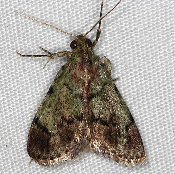 5577 Dimorphic Macalla Moth Epipaschia superatalis Rodman Campground Fl 3-21-14